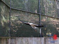 Cegonha-branca recuperada é hoje libertada no BioRia