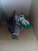 O que fazer quando nos deparamos com um animal selvagem ferido ou debilitado?