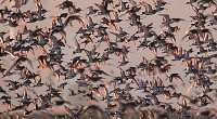 Curso de iniciação ao birdwatching