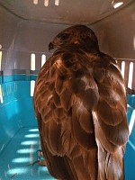 O que fazer quando nos deparamos com um animal selvagem ferido ou debilitado?