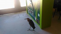 O que fazer quando nos deparamos com um animal selvagem ferido ou debilitado?