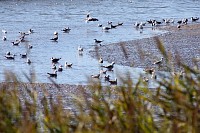 BioRia num dos maiores eventos europeus de birdwatching