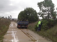 Percurso de Salreu é reflorestado no Dia da Árvore Autóctone