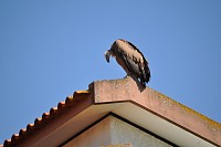 Gifro visitou Pardilhó