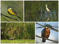 V Maratona Fotográfica BioRia “Primavera, Explosão de Biodiversidade”