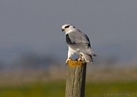 BioRia apresenta exposição de fotografia sobre Aves