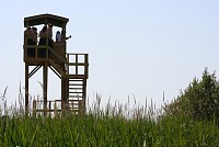 EuroBirdwatch13 assinalado em Estarreja