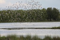 Curso de Identificação de Aves Aquáticas adiado para fevereiro