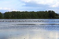 Identificar aves aquáticas é o próximo desafio do BioRia