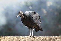 Urubu-de-cabeça-preta apareceu em Estarreja