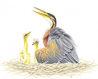 Curso de Ilustração Científica