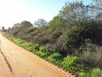 BioRia assinala Dia da Floresta Autóctone