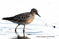 Aves raras em Portugal: registos mais recentes em Estarreja